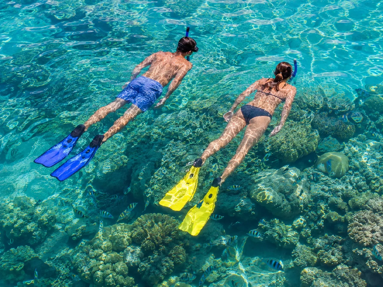 Dolphin House Snorkeling Trip from Hurghada