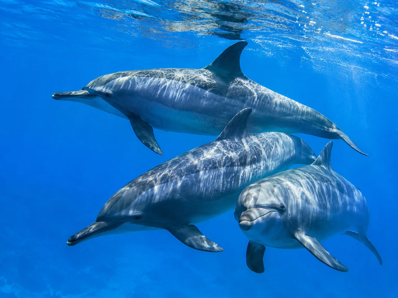 Dolphin House gallery image